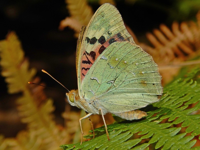 Argynnis aglaja